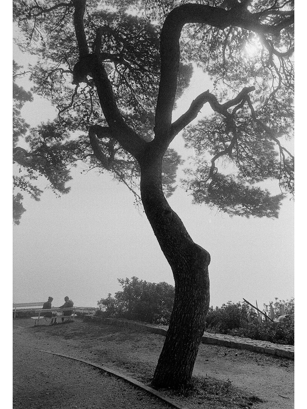 Skeleton Tree