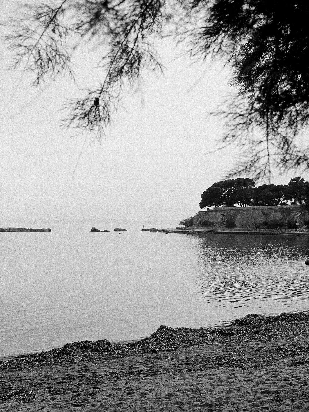Taman